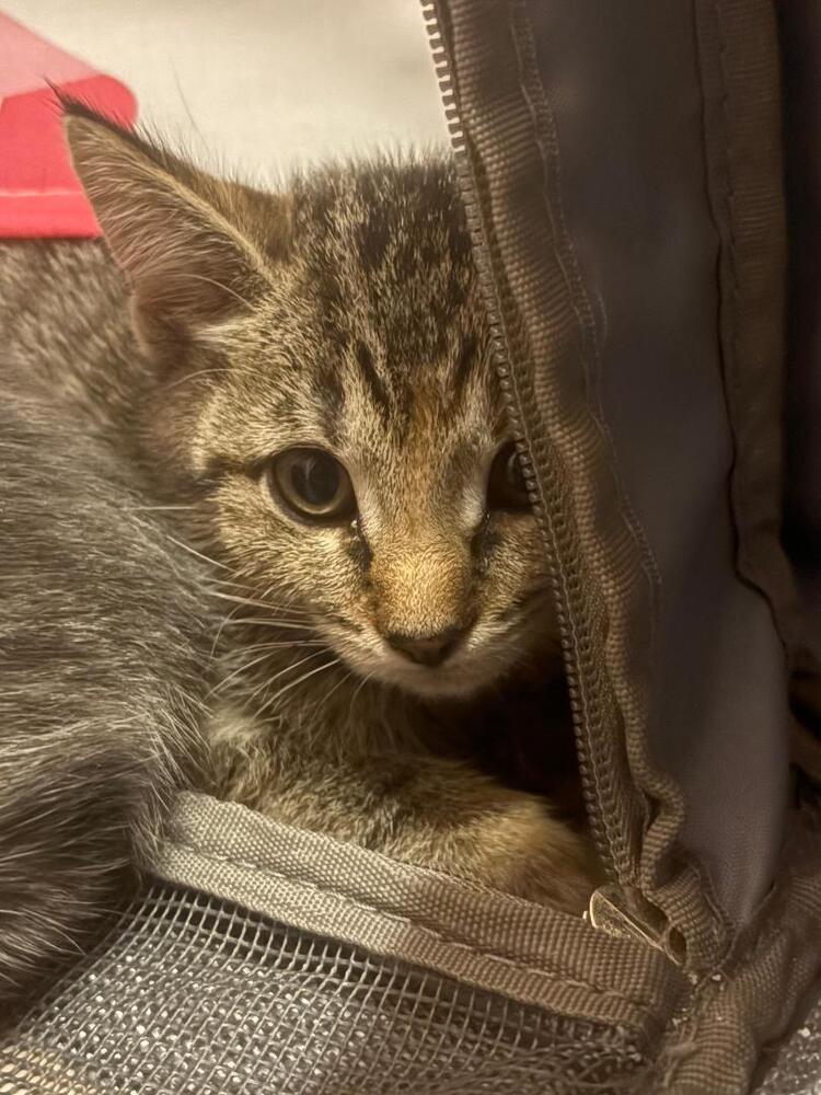 Enlarge Roxy, a Adoptable Domestic Short Hair in East hartford, CT image 1/2