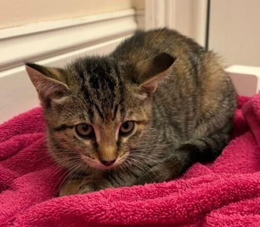 Enlarge Roxy, a Adoptable Domestic Short Hair in East hartford, CT image 2/2