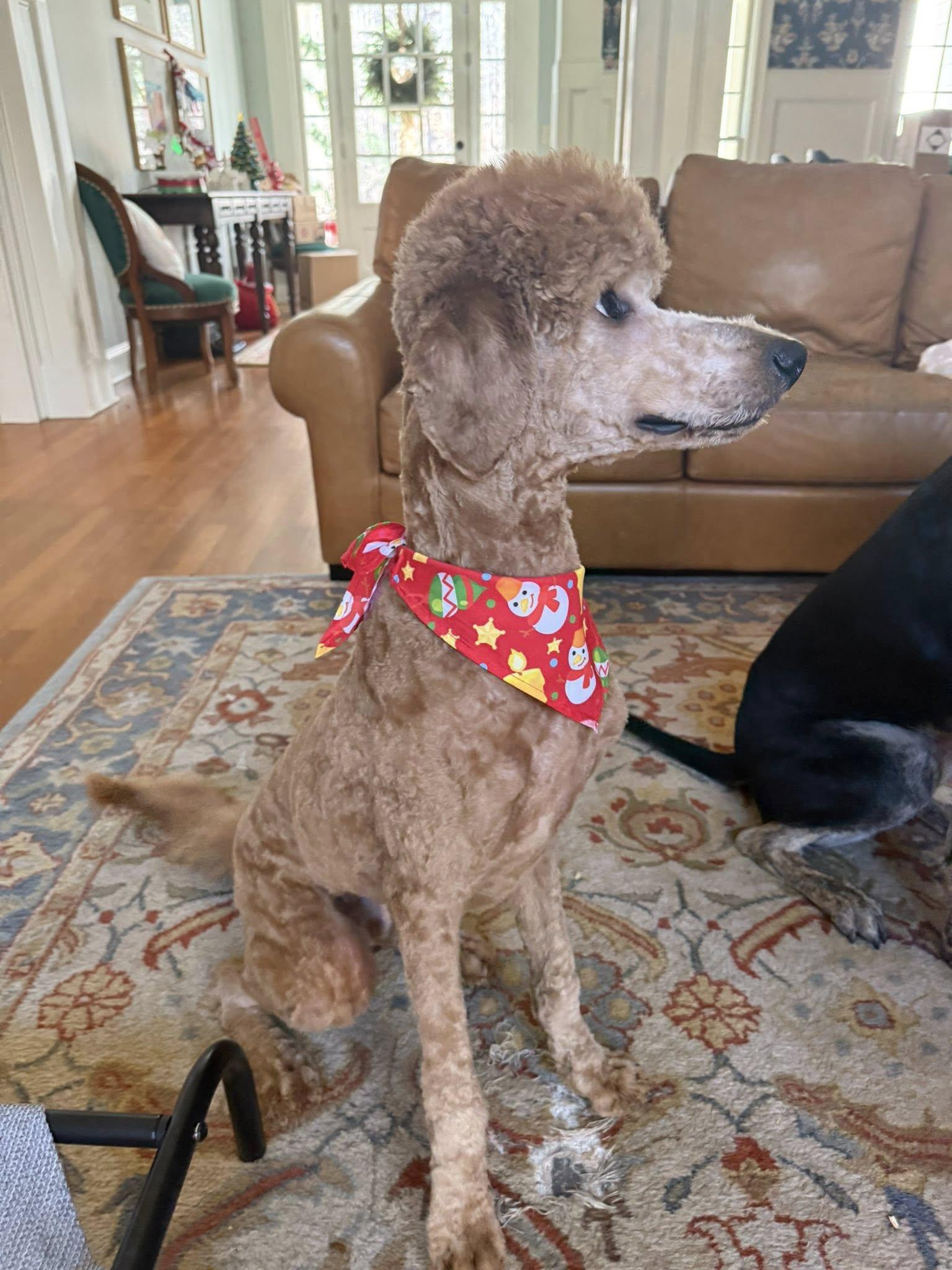 Curly, ADOPTABLE, Puppy Male Poodle & Standard Poodle.