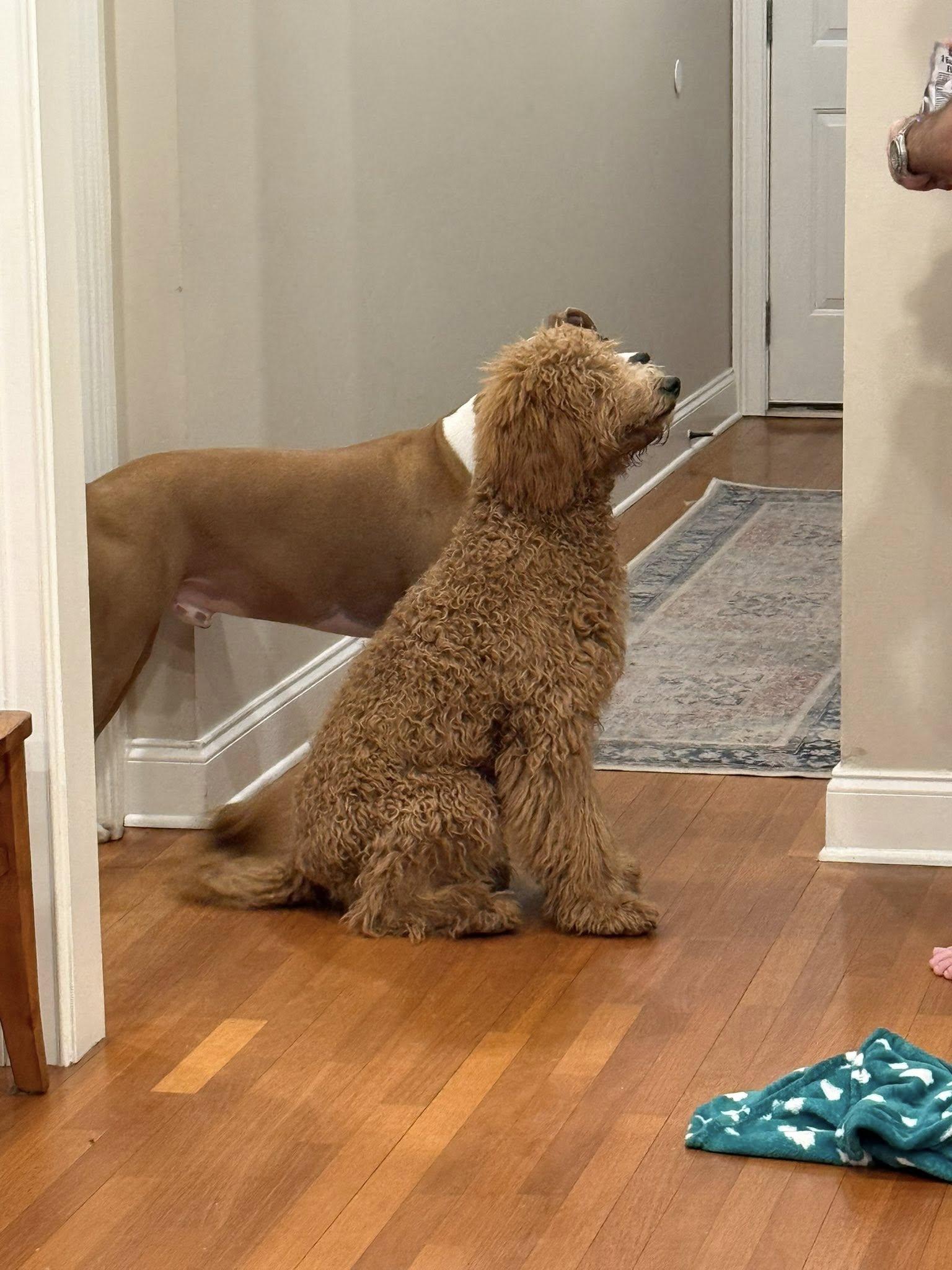 Enlarge Curly, a ADOPTABLE mixed breed in Cumming, GA image 2/5