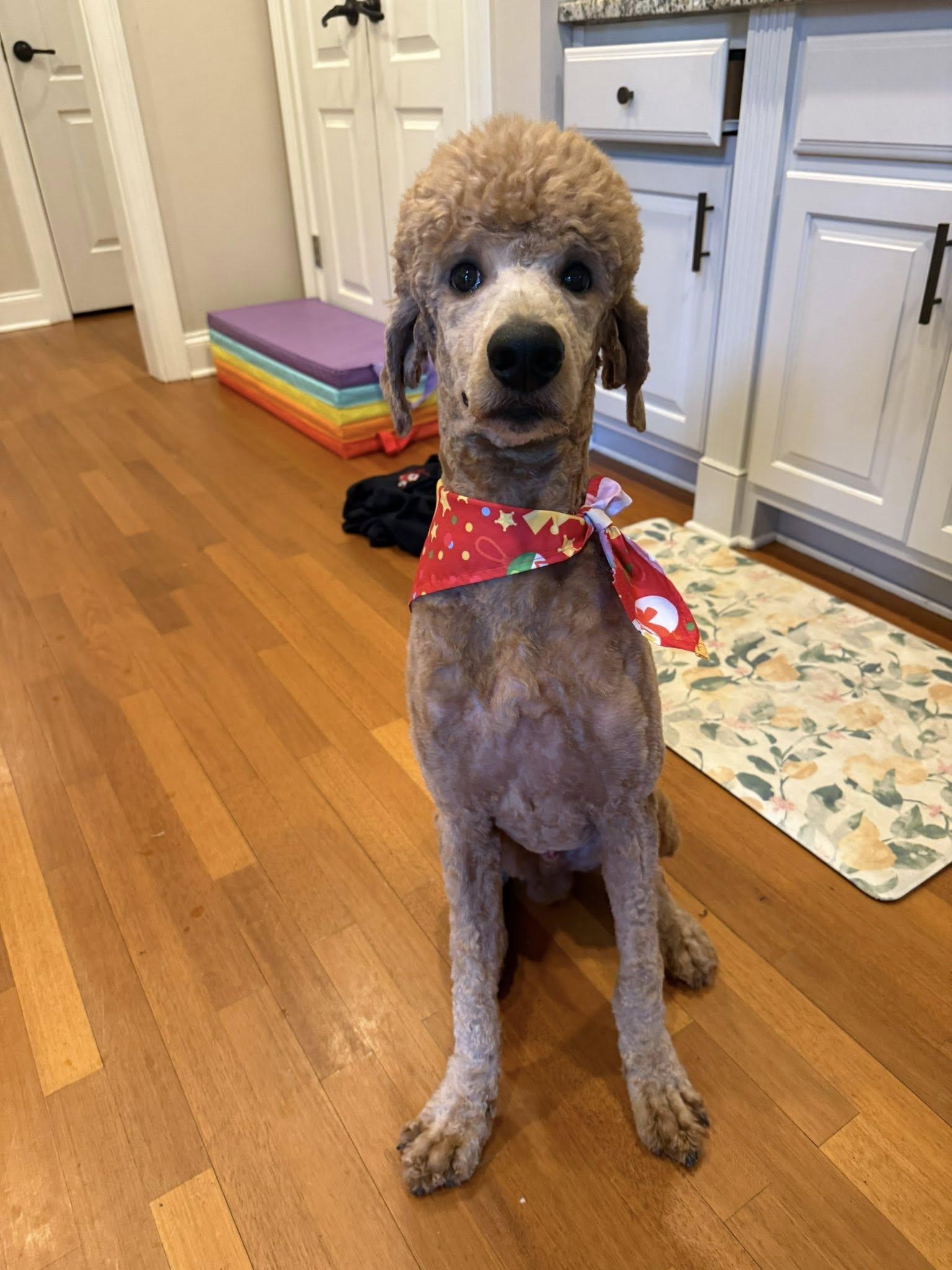 Enlarge Curly, a ADOPTABLE mixed breed in Cumming, GA image 3/5