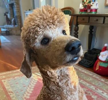 Curly, ADOPTABLE, Puppy Male Poodle & Standard Poodle.