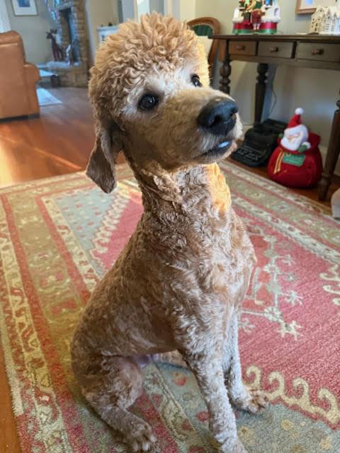 Enlarge Curly, a ADOPTABLE mixed breed in Cumming, GA image 4/4