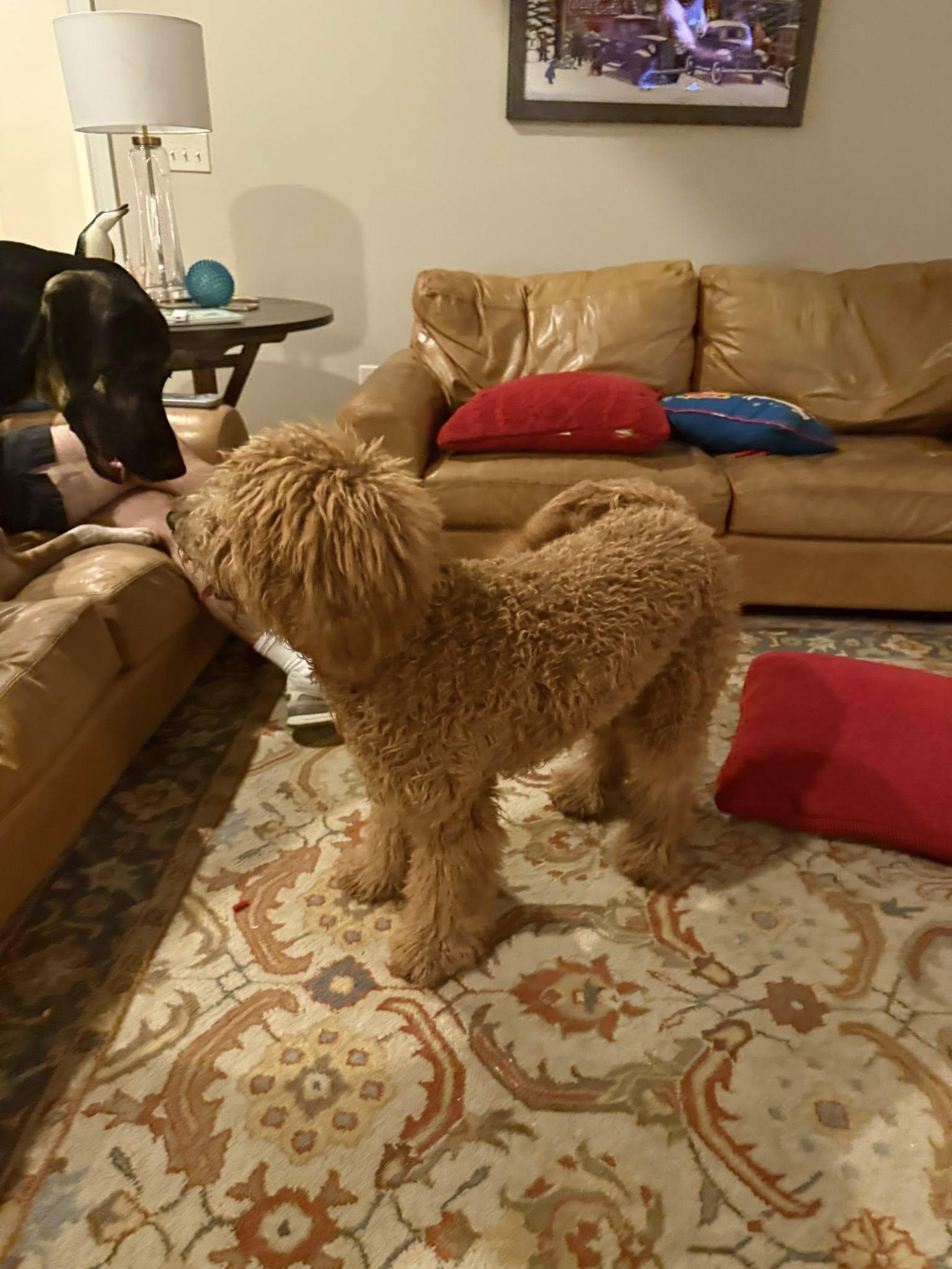 Enlarge Curly, a ADOPTABLE mixed breed in Cumming, GA image 4/5