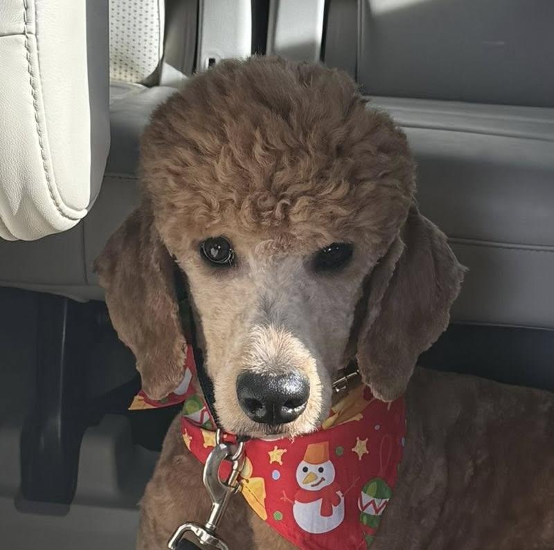 Enlarge Curly, a ADOPTABLE mixed breed in Cumming, GA image 5/5