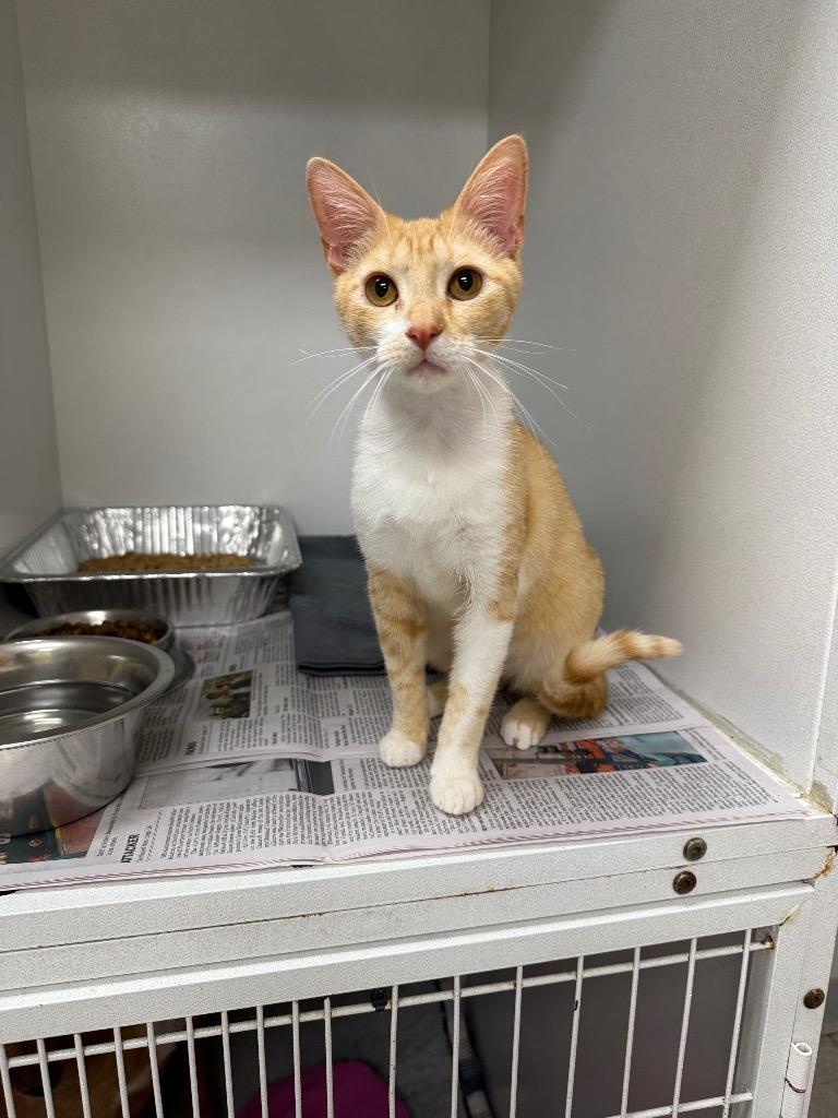Enlarge Lady Quesadilla, a Adopted Domestic Short Hair in Sorrento, LA image 1/2