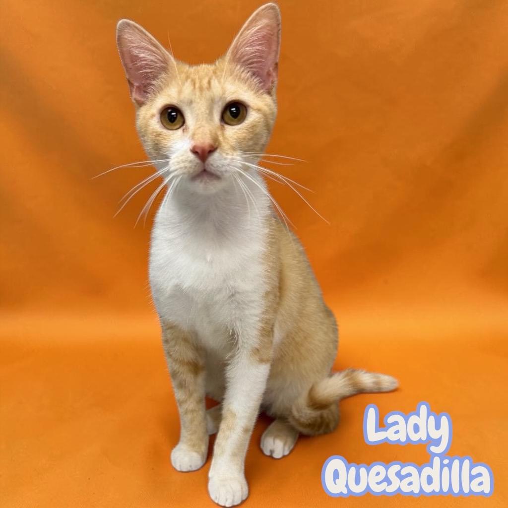 Enlarge Lady Quesadilla, a Adopted Domestic Short Hair in Sorrento, LA image 2/2