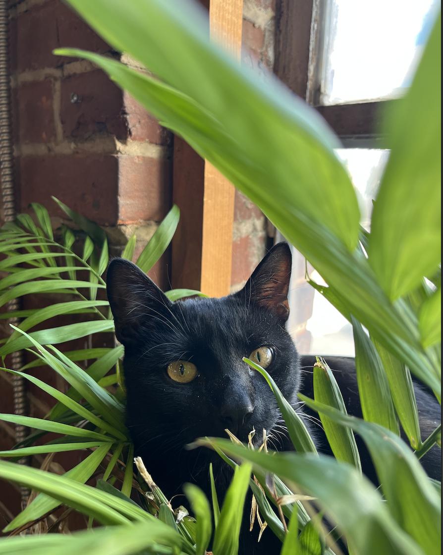 Enlarge Midnight (courtesy post), an adoption pending Domestic Short Hair in Lancaster, PA image 3/3