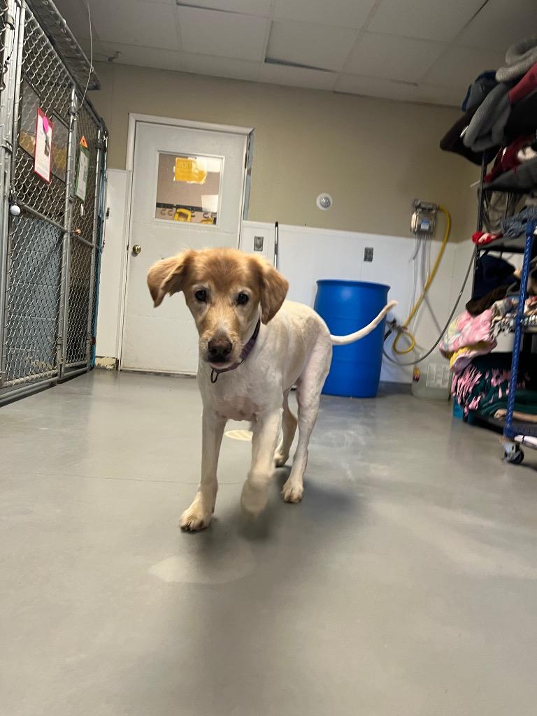 Rocky, Adoptable, Adult Male Golden Retriever.