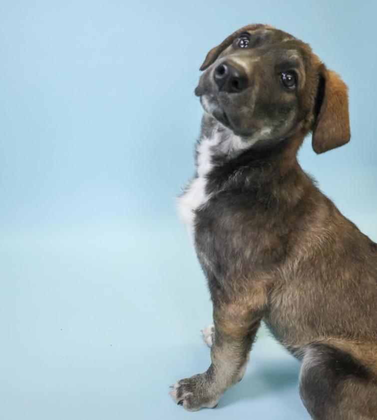 Cindy-Lou, a Adopted mixed breed in Crossfield, AB image 1/4