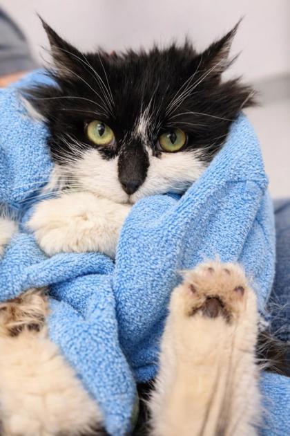 Forest, Adoptable, Adult Female Domestic Long Hair & Domestic Short Hair.