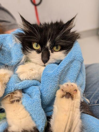 Enlarge Forest, a Adoptable mixed breed in Gwinn, MI image 1/1