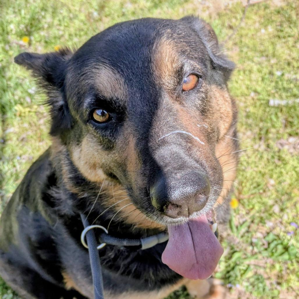 Steve, a Adoptable Shepherd in Jeffersonville, IN image 1/2
