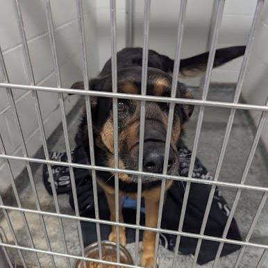 Steve, a Adoptable Shepherd in Jeffersonville, IN image 2/2