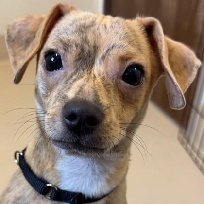Mo, Adoptable, Puppy Male Mixed Breed & Mixed Breed.