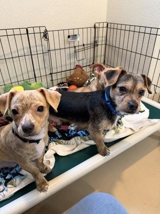 Mo, a Adoptable mixed breed in Pleasanton, CA image 2/3