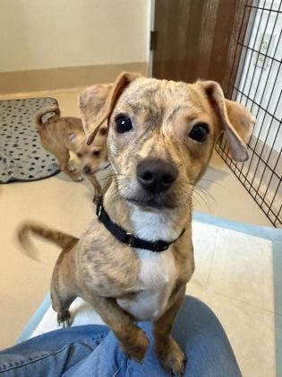 Mo, a Adoptable mixed breed in Pleasanton, CA image 3/3