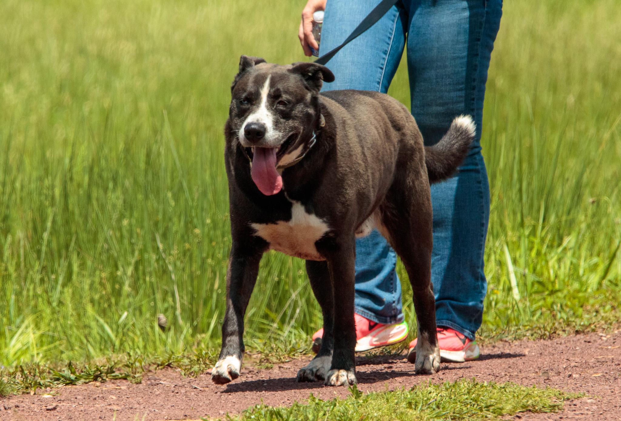 Enlarge DEXTER, a Adoptable mixed breed in Millerstown, PA image 6/6