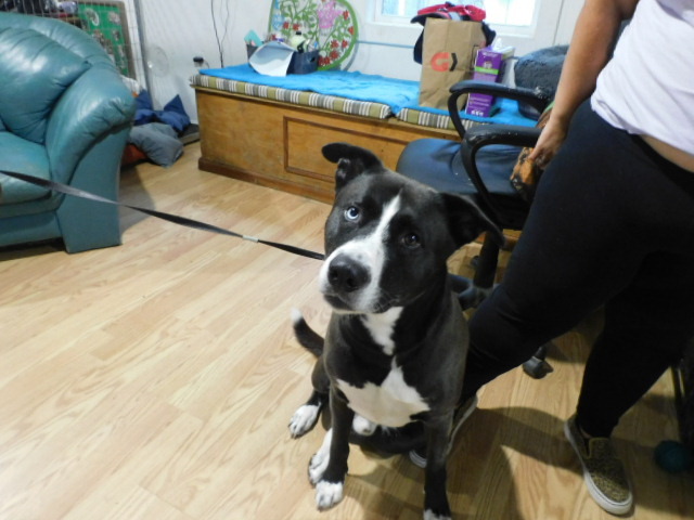 Enlarge DEXTER, a Adoptable mixed breed in Millerstown, PA image 3/6