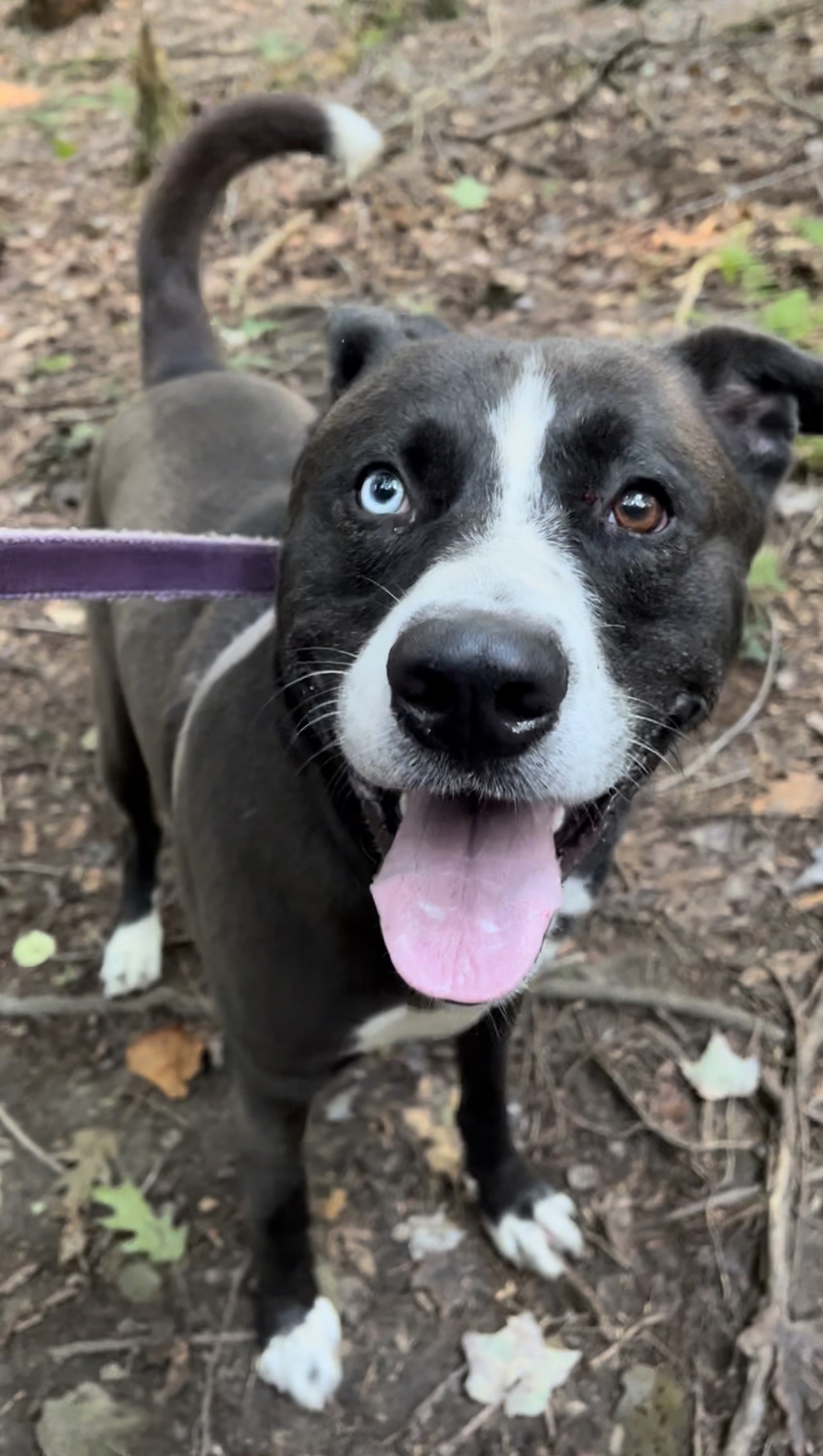 Enlarge DEXTER, a Adoptable mixed breed in Millerstown, PA image 1/6