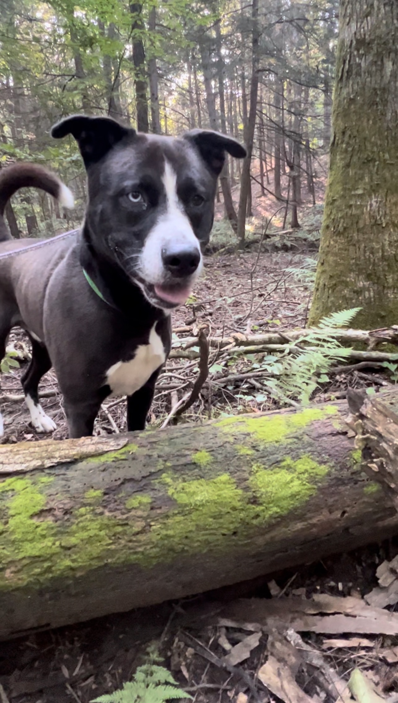 Enlarge DEXTER, a Adoptable mixed breed in Millerstown, PA image 4/6