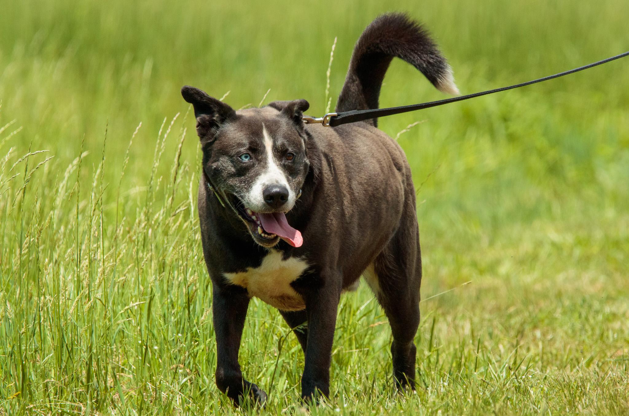 Enlarge DEXTER, a Adoptable mixed breed in Millerstown, PA image 2/6