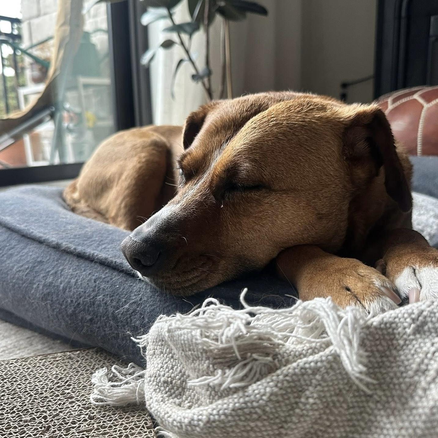 Enlarge Felice, a Adoptable mixed breed in Mississauga, ON image 5/6