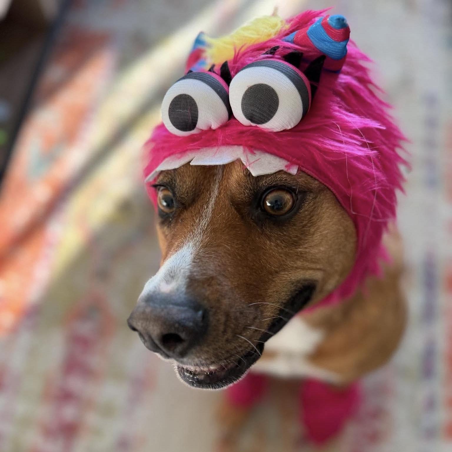 Enlarge Felice, a Adoptable mixed breed in Mississauga, ON image 1/6