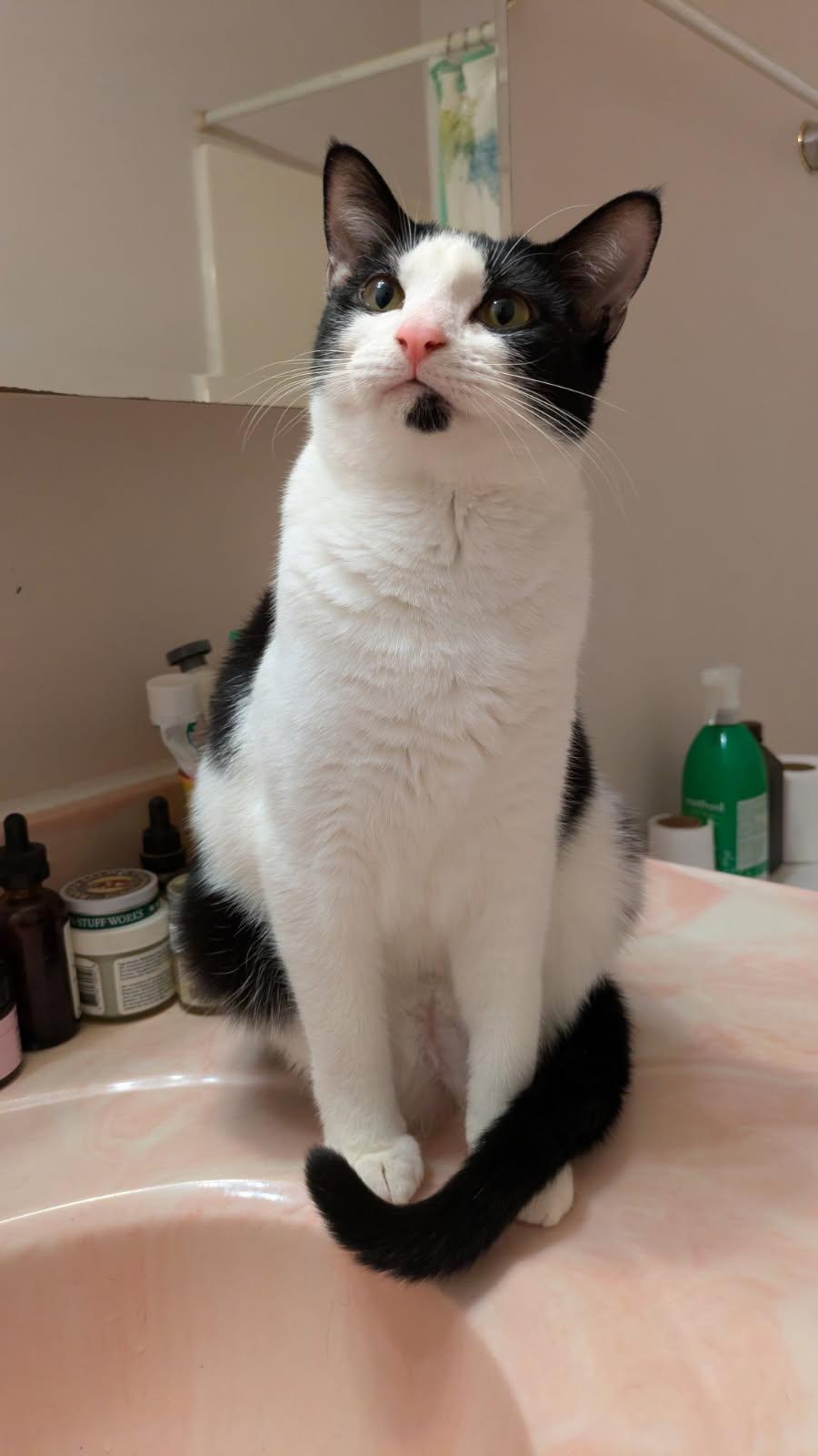 Clara, Adoptable, Young Female Domestic Short Hair.