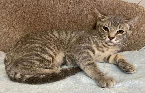 Tigerbell - Courtesy Listing, Adoptable, Kitten Female Domestic Short Hair.