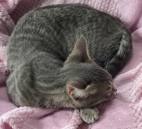 Tigerbell - Courtesy Listing, a Adoptable Domestic Short Hair in Oakland Park, FL image 2/4