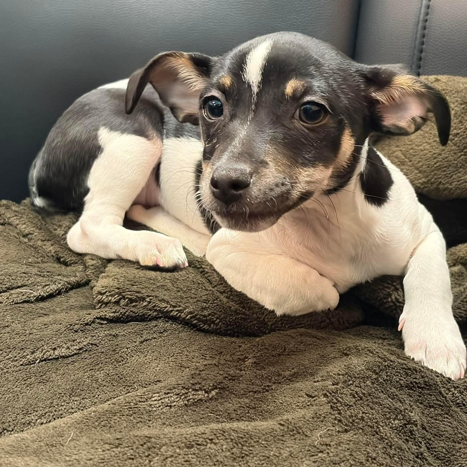 Enlarge Miranda, an adoptable mixed breed in LEHIGH ACRES, FL image 2/6