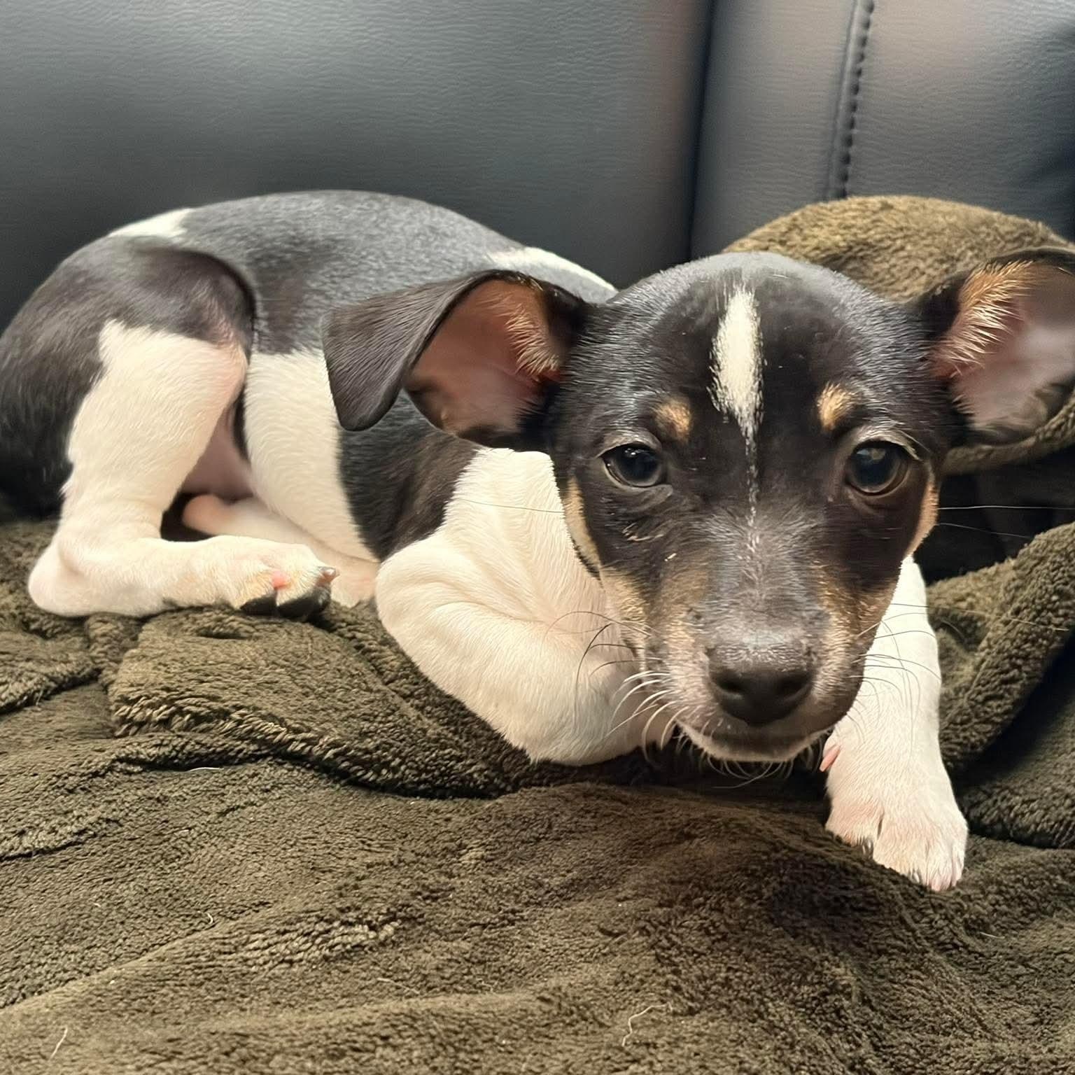 Enlarge Miranda, an adoptable mixed breed in LEHIGH ACRES, FL image 5/6