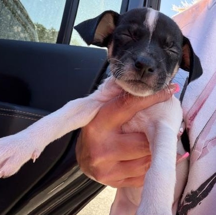 Miranda, adoptable, Young Female Chihuahua.