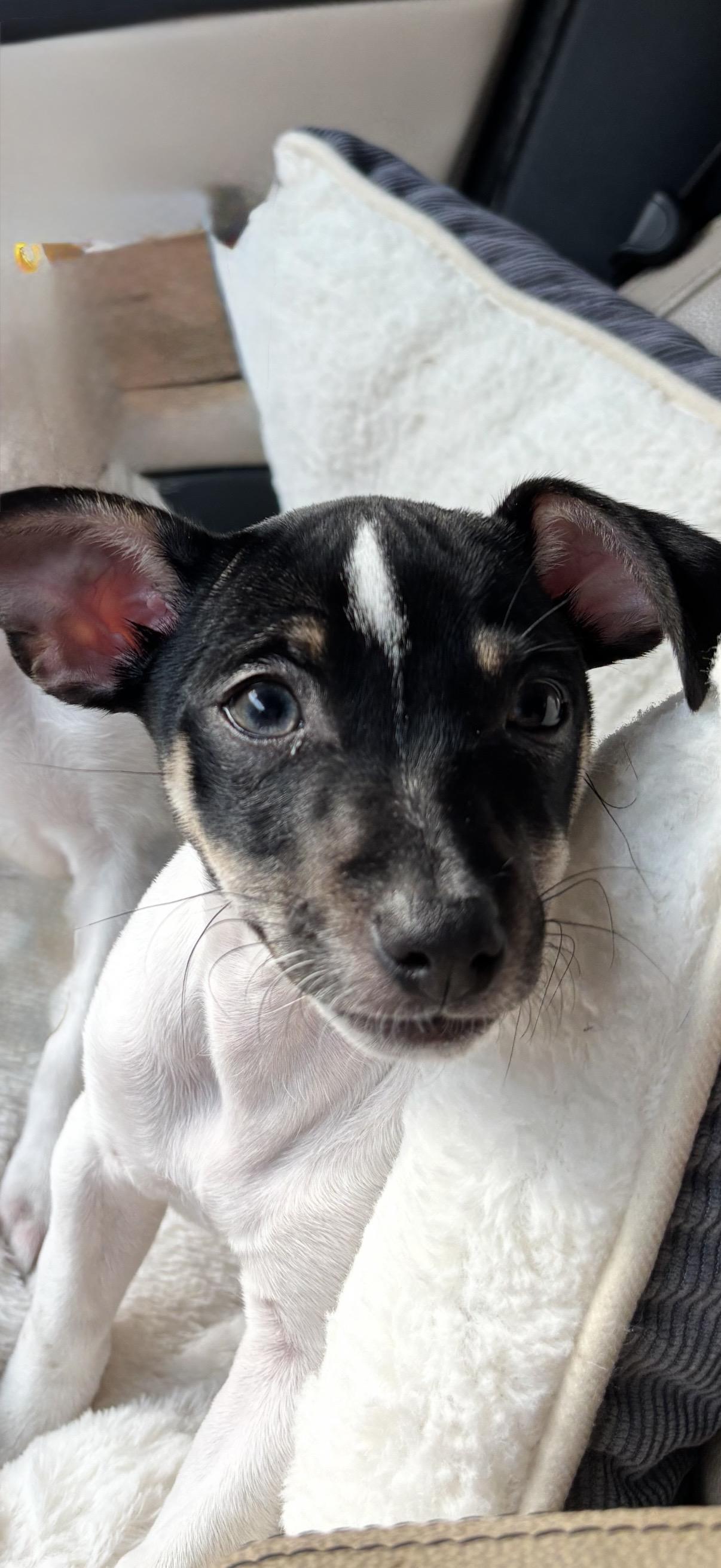 Enlarge Miranda, an adoptable mixed breed in LEHIGH ACRES, FL image 6/6