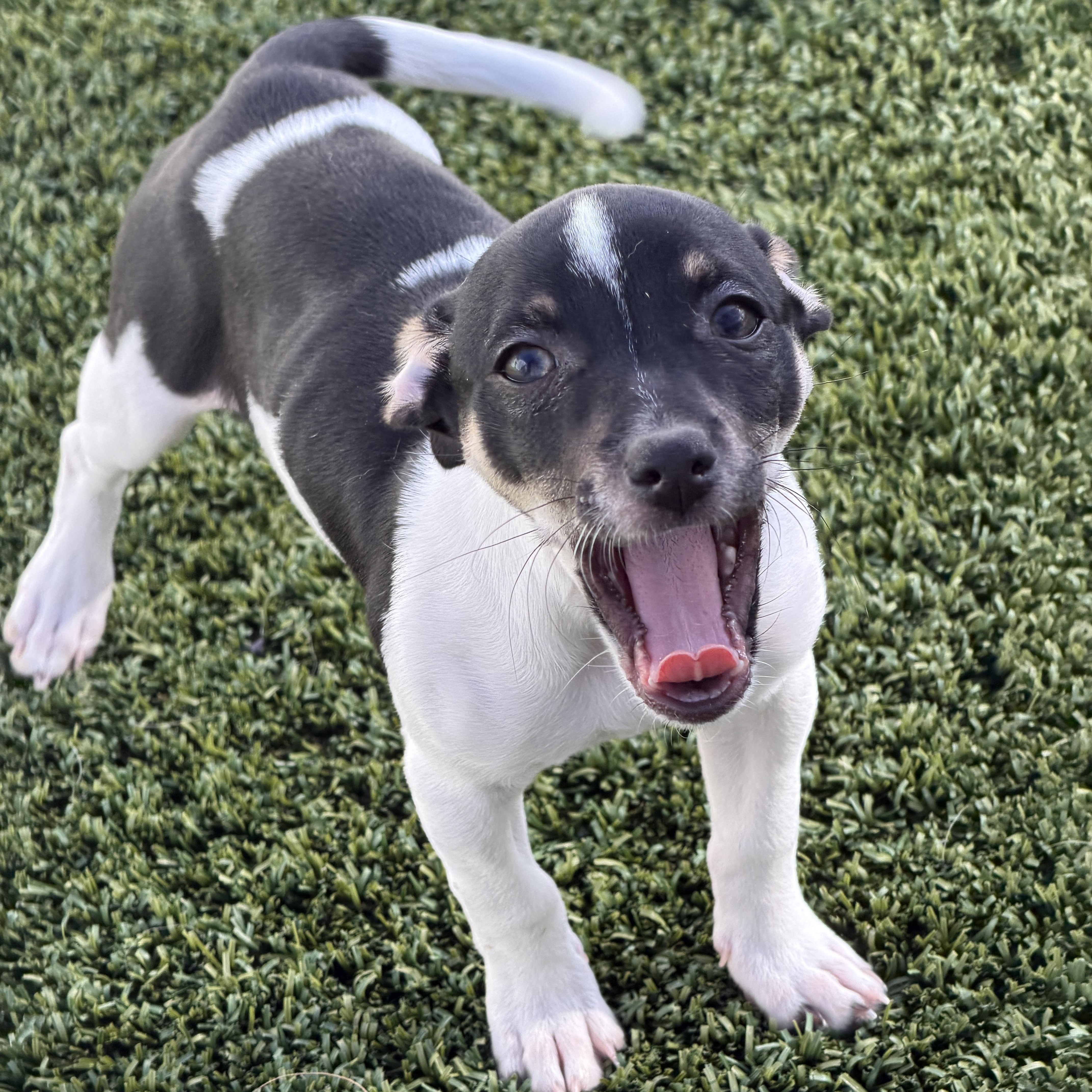 Enlarge Miranda, an adoptable mixed breed in LEHIGH ACRES, FL image 4/6