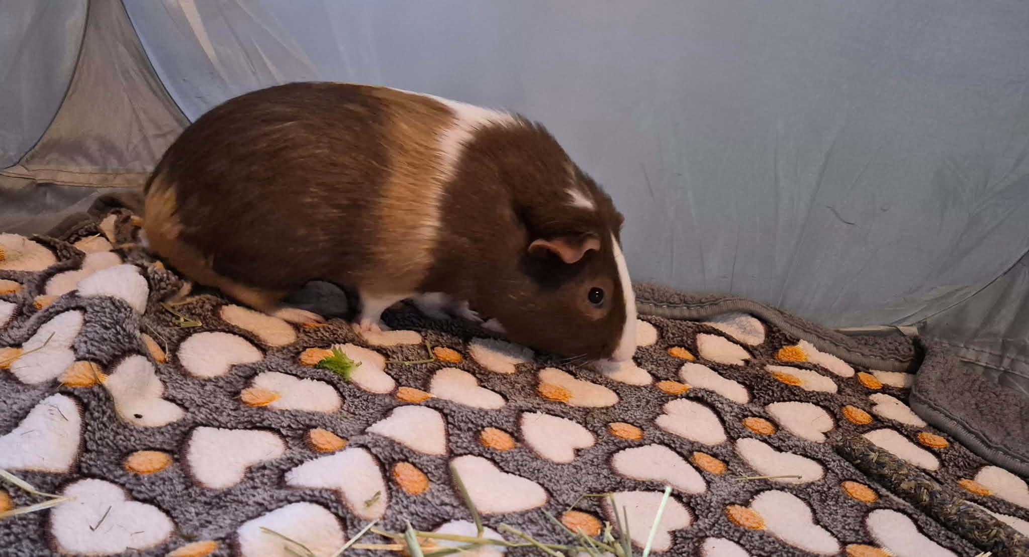 Enlarge Cinnamon Toast Crunch, a Adoptable Short-Haired in Sauk Village, IL image 3/3
