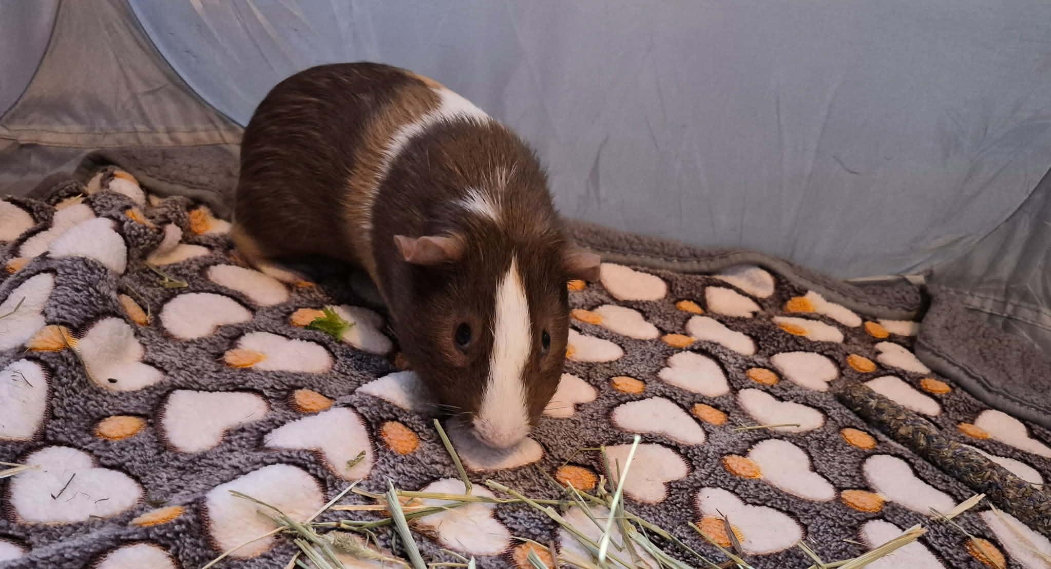 Enlarge Cinnamon Toast Crunch, a Adoptable Short-Haired in Sauk Village, IL image 2/3