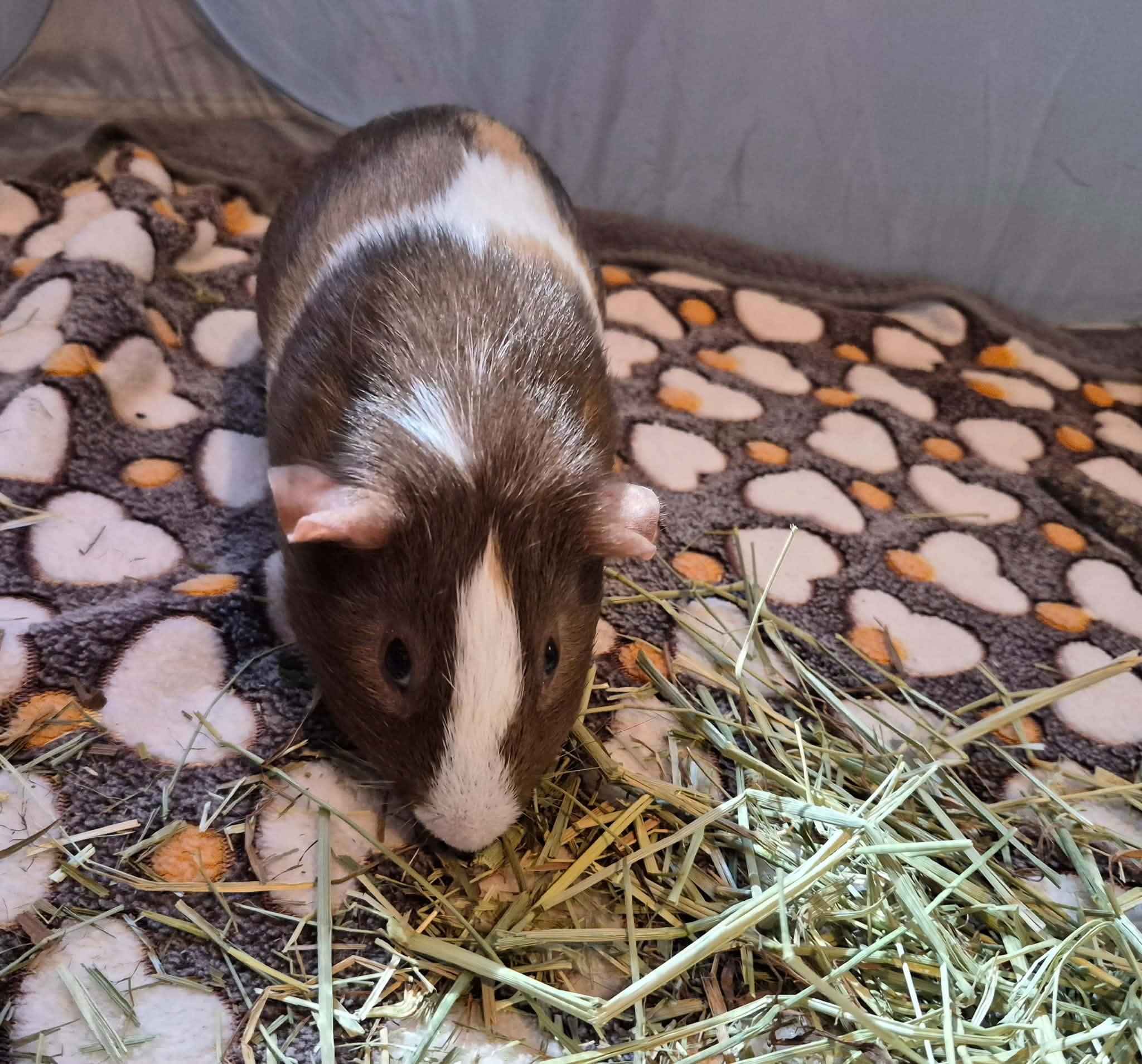 Cinnamon Toast Crunch, Adoptable, Young Male Short-Haired.