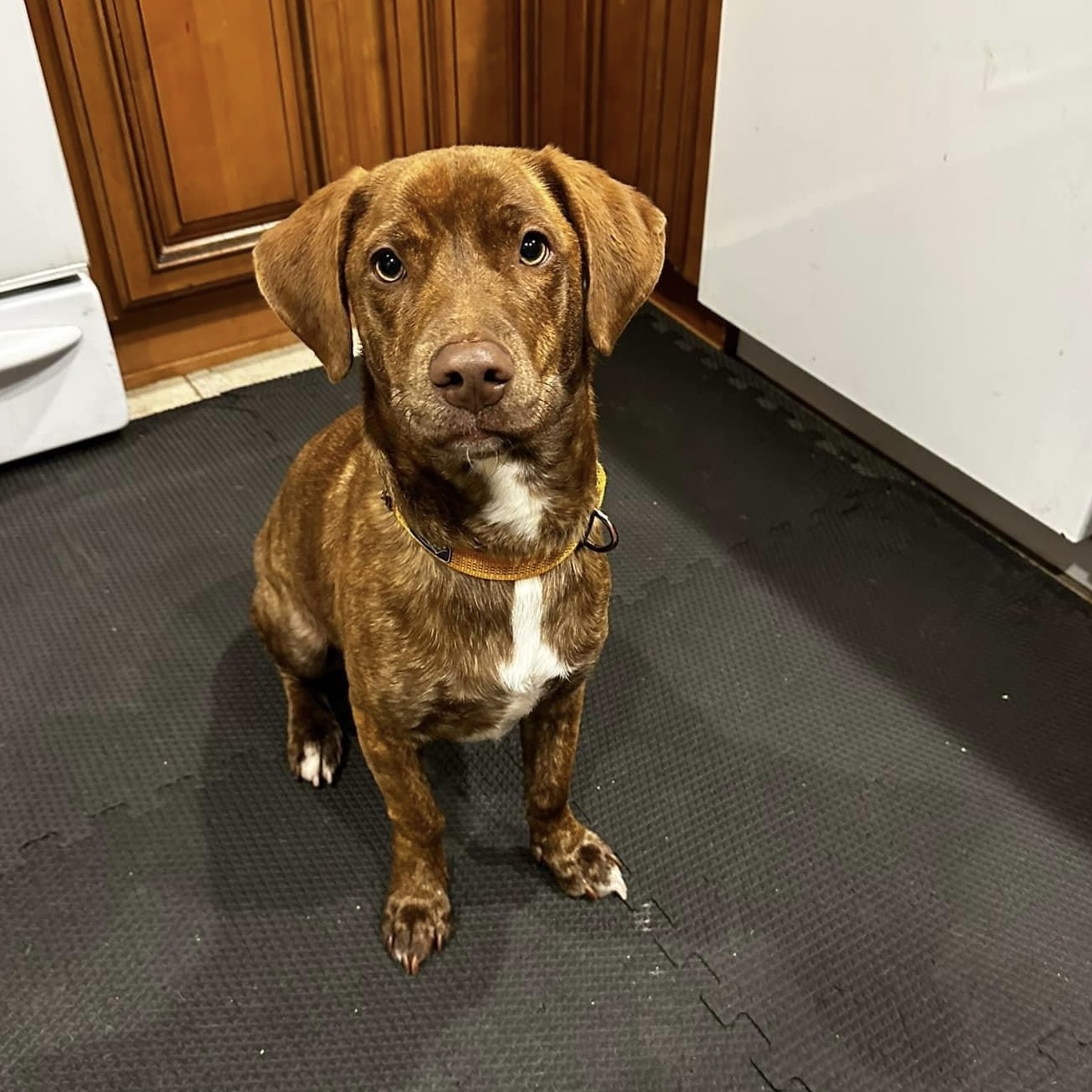 Rocket (Declan), a Adoptable mixed breed in Pittstown, NJ image 4/6