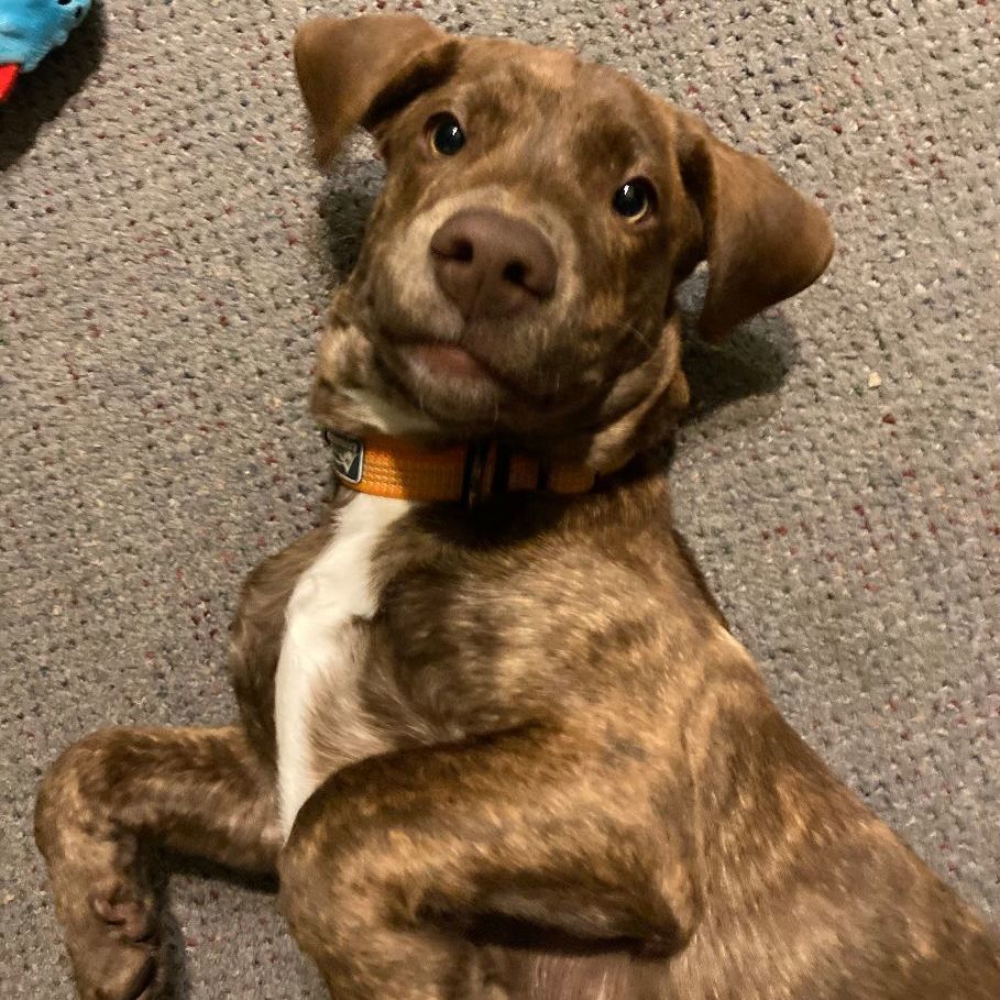 Rocket (Declan), a Adoptable mixed breed in Pittstown, NJ image 2/6