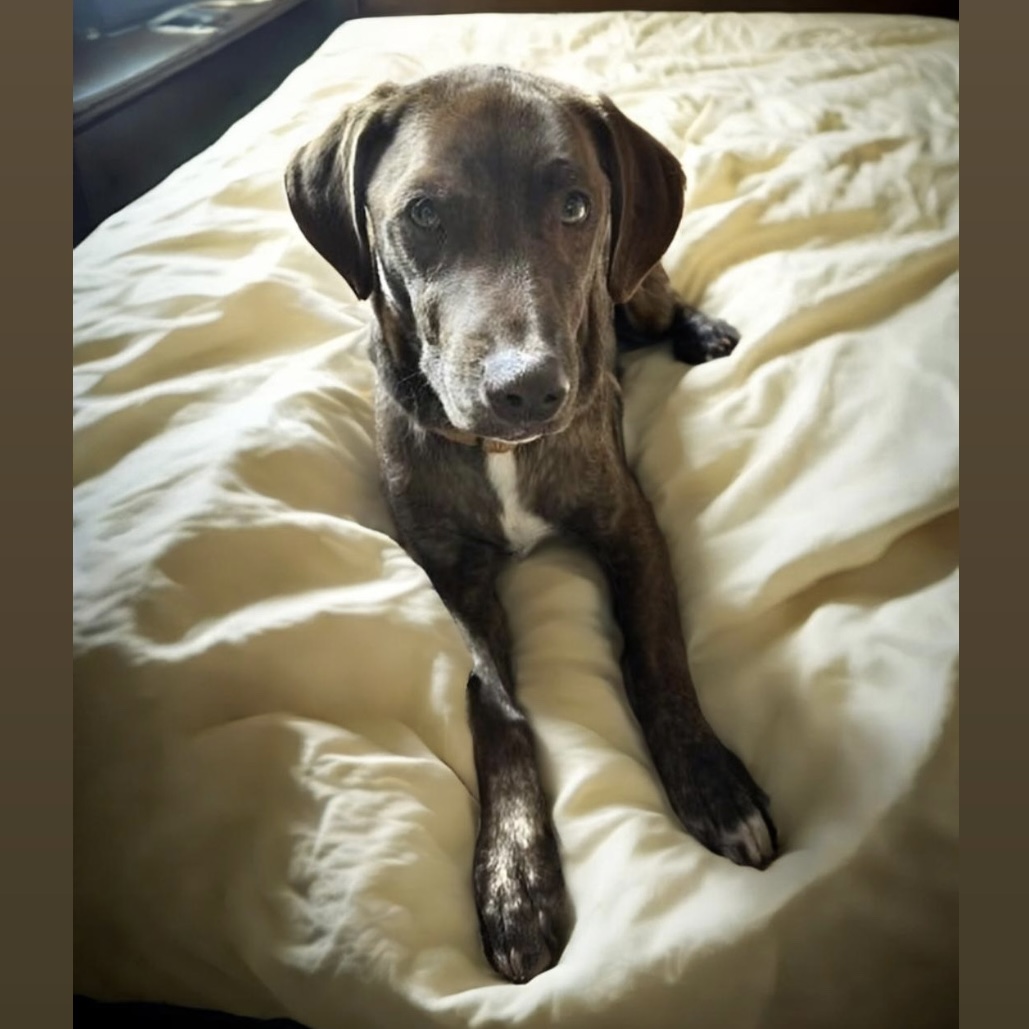 Rocket (Declan), a Adoptable mixed breed in Pittstown, NJ image 5/6