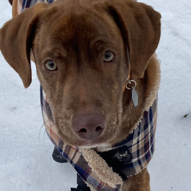 Rocket (Declan), a Adoptable mixed breed in Pittstown, NJ image 3/6