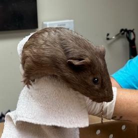 Biscuit, Adoptable, Young Male Guinea Pig.