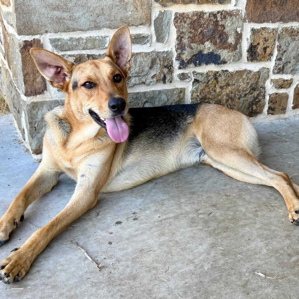 Enlarge Charley, a Adoptable mixed breed in Ennis, TX image 1/3