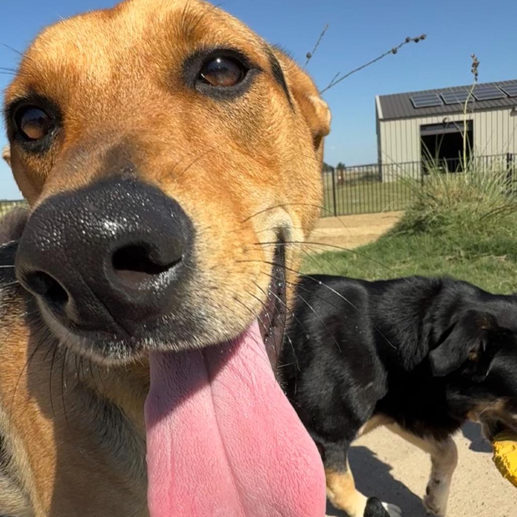 Enlarge Charley, a Adoptable mixed breed in Ennis, TX image 2/3