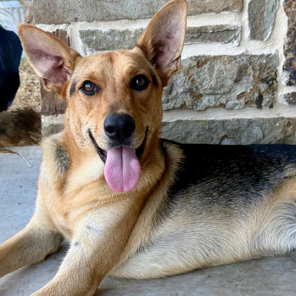 Enlarge Charley, a Adoptable mixed breed in Ennis, TX image 3/3