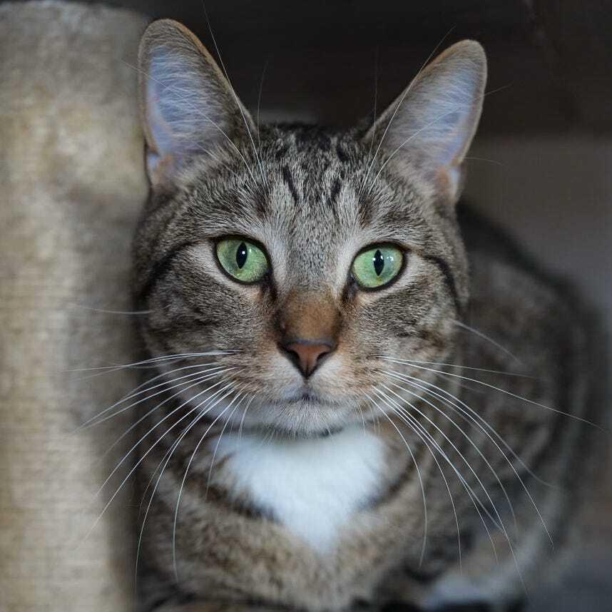 Enlarge Vecna, a Adoptable Domestic Short Hair in Wheaton, IL image 1/6