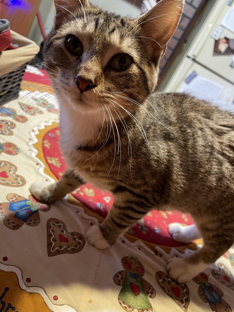 Vecna, Adoptable, Young Male Domestic Short Hair.