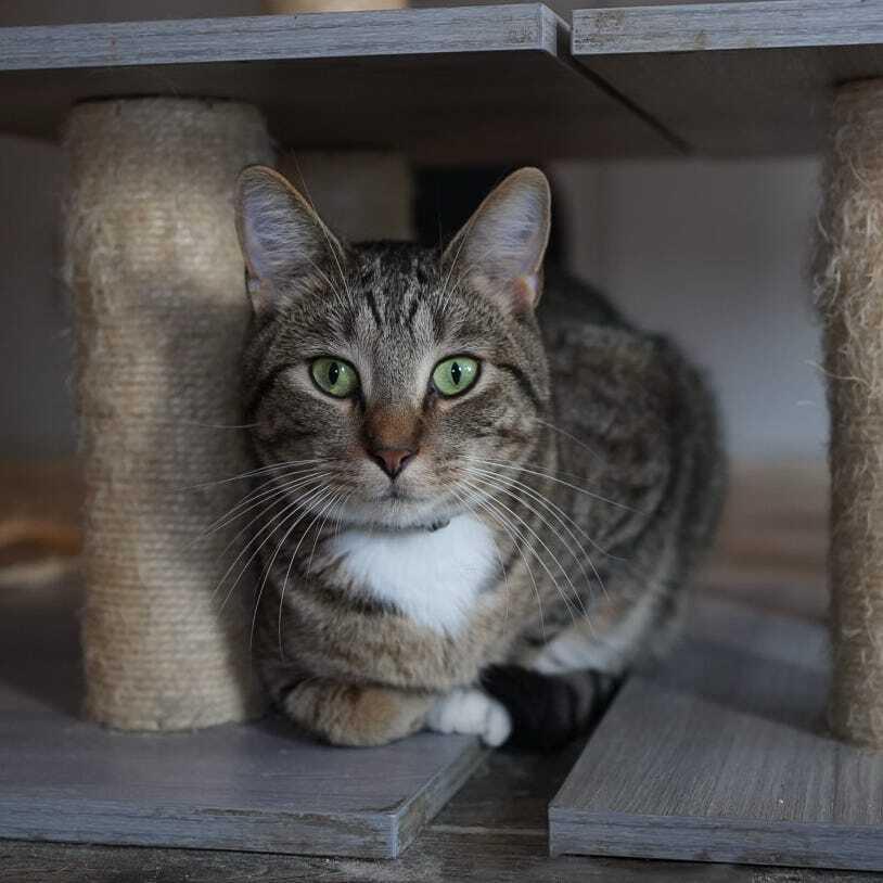Enlarge Vecna, a Adoptable Domestic Short Hair in Wheaton, IL image 3/6